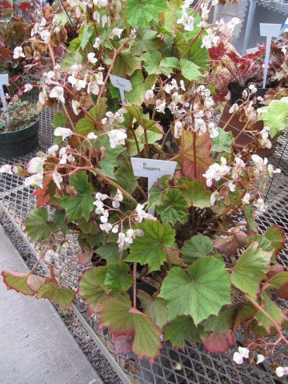B. ‘Niagara’
